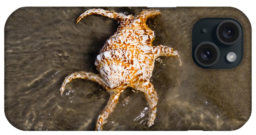 Spider Conch iPhone Case featuring the photograph Spider Conch by Anthony Totah