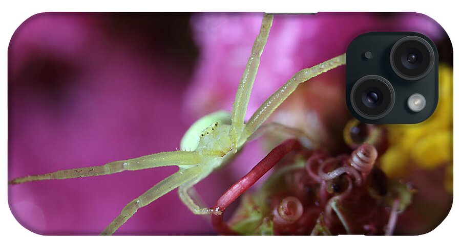 Crab Spider iPhone Case featuring the photograph Spider In The Crepe Myrtle Tree by Mike Eingle