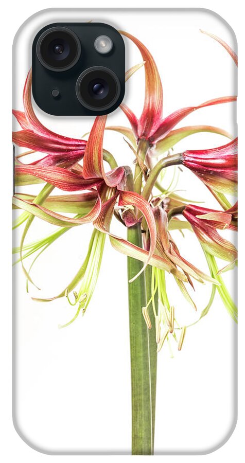 Flower iPhone Case featuring the photograph Spidery amaryllis called Chico by Usha Peddamatham