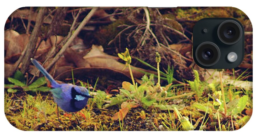 Splendid Fairy Wren iPhone Case featuring the photograph Splendid Fairy Wren by Cassandra Buckley