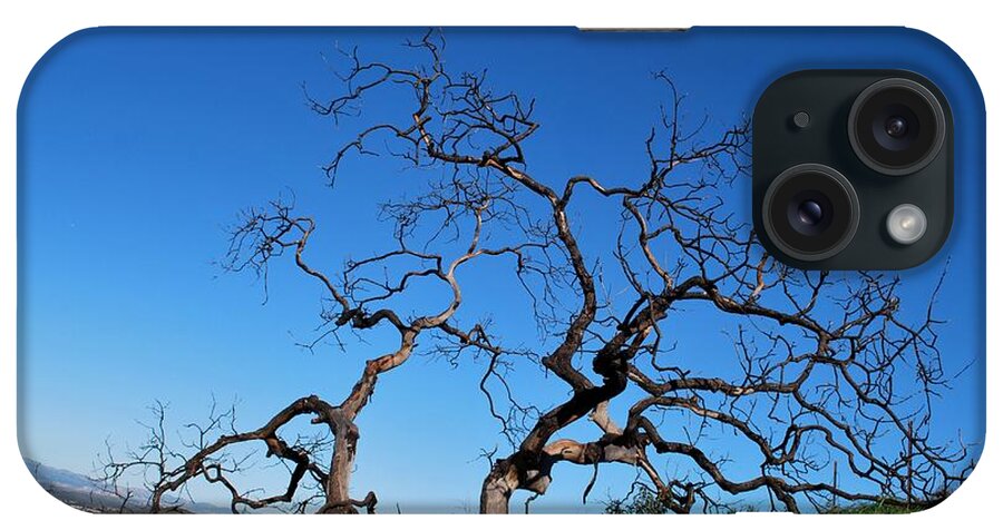 Tree iPhone Case featuring the photograph Split Single Tree on Hillside by Matt Quest