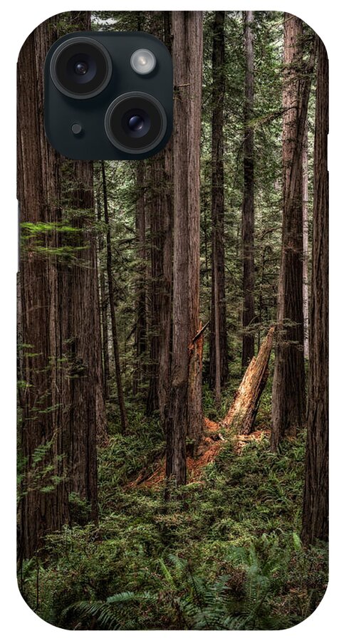 Spotlight On The Redwoods iPhone Case featuring the photograph Spotlight in the Redwoods  by George Buxbaum