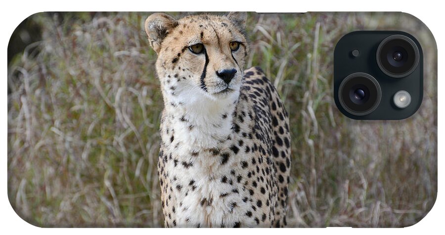 Cheetah iPhone Case featuring the photograph Spotted Beauty by Fraida Gutovich