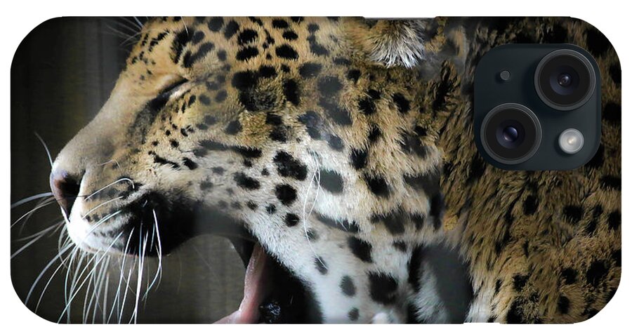 Spotted Jaguar iPhone Case featuring the photograph Spotted Jaguar Memphis Zoo by Veronica Batterson