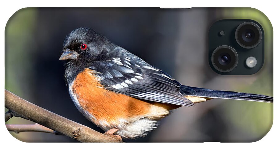 Spotted Towhee iPhone Case featuring the photograph Spotted Towhee Portrait by Kathleen Bishop