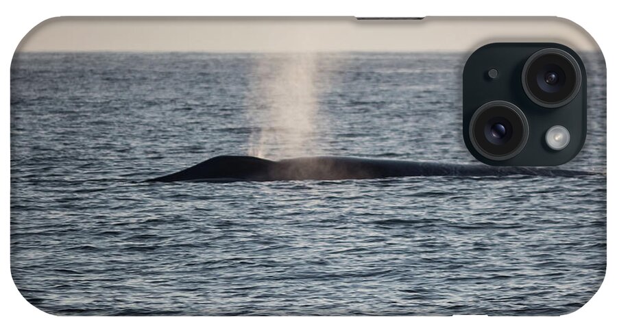 Blue Whale iPhone Case featuring the photograph Spouting by Suzanne Luft