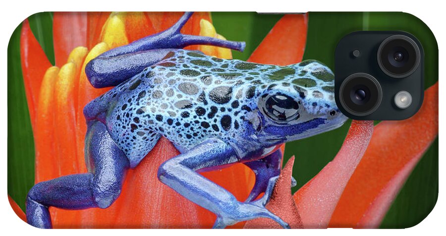 Frogs iPhone Case featuring the photograph Sprawled - Poison Dart Frog by Nikolyn McDonald