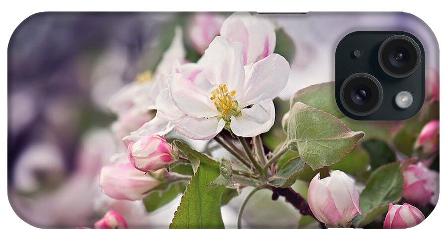 Spring Apple Blossom Print iPhone Case featuring the photograph Spring Apple Blossoms by Gwen Gibson