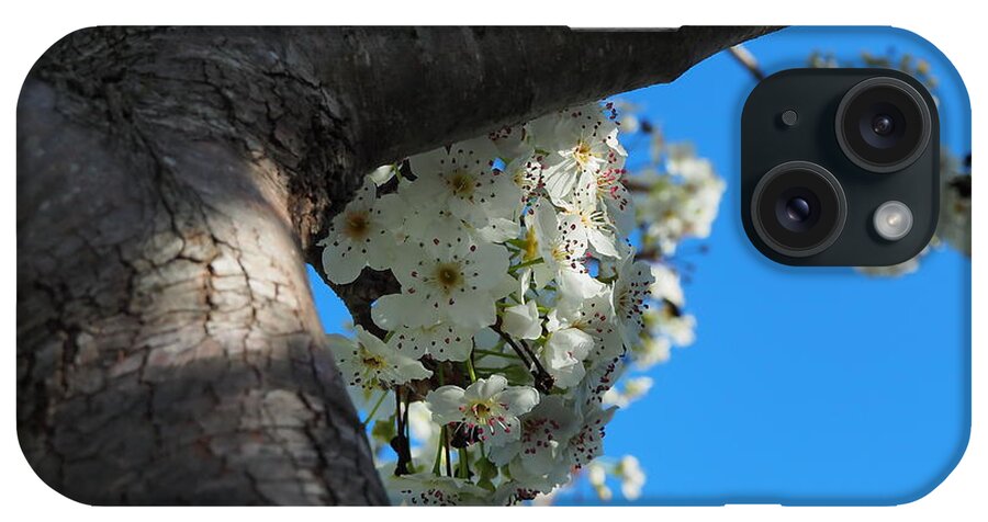 Botanical iPhone Case featuring the photograph Spring Bloom by Richard Thomas