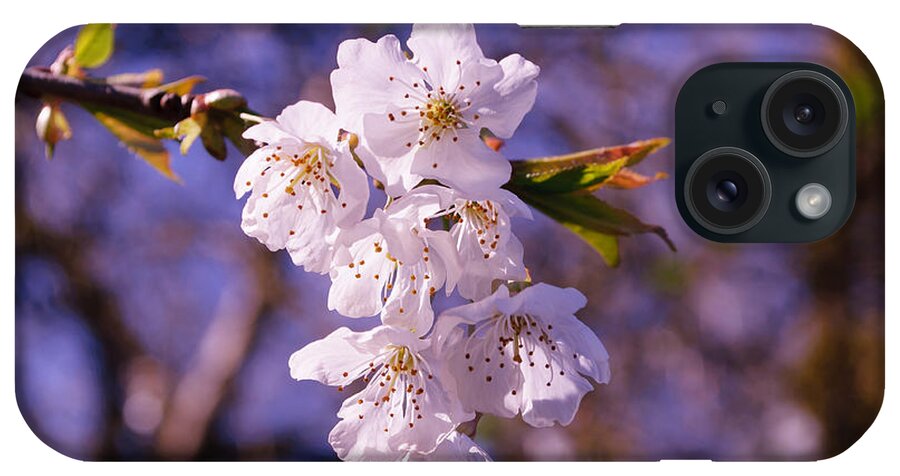 Blossom iPhone Case featuring the photograph Spring Blossoms by Tikvah's Hope