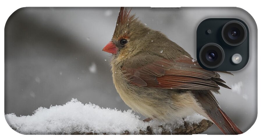Cardinal iPhone Case featuring the photograph Spring can't come too soon. by Don Anderson