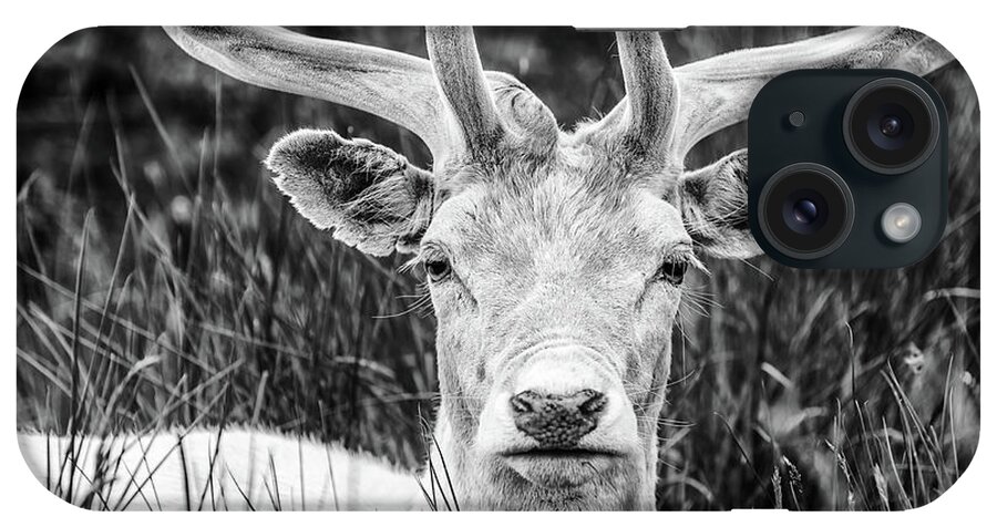 Spring iPhone Case featuring the photograph Spring Deer by Nick Bywater