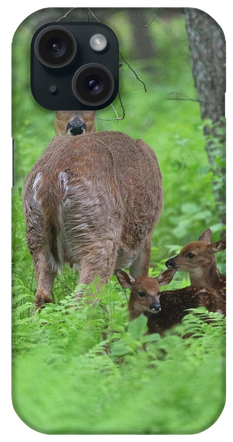 Deer iPhone Case featuring the photograph Spring Fawns by Nancy Dunivin