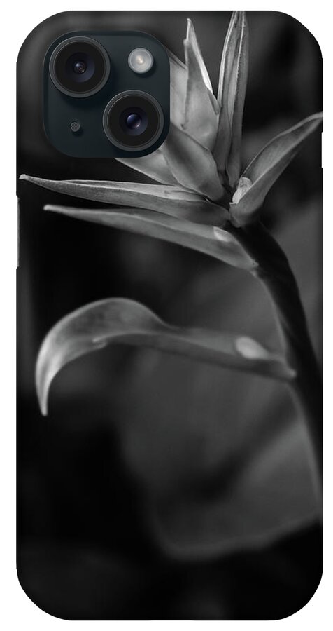I Was Intrigued By Some Great Looking Plants And Thought It Would Be A Good Time To Do Something Different For Me – Macro Photography. Some Of The Images Looked Right In Both Black And White And Color. In Time iPhone Case featuring the photograph Spring Glow by Glenn DiPaola