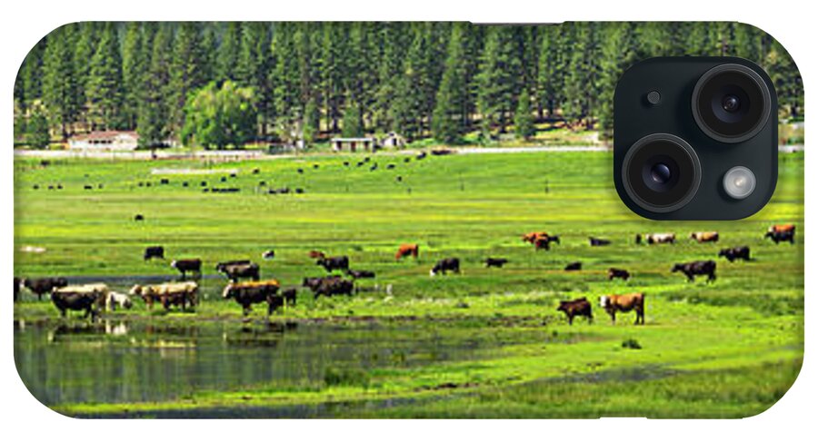 Grazing Cattle iPhone Case featuring the photograph Spring Grazing by L J Oakes
