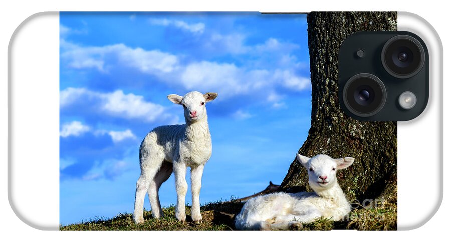 Lamb iPhone Case featuring the photograph Spring Lambs Evening Light by Thomas R Fletcher