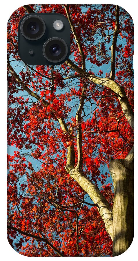Red Maple iPhone Case featuring the photograph Spring Maple by Dana Sohr