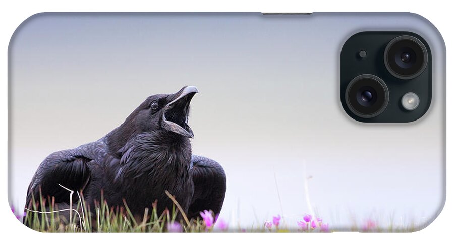 Common Raven iPhone Case featuring the photograph Spring Raven by Max Waugh