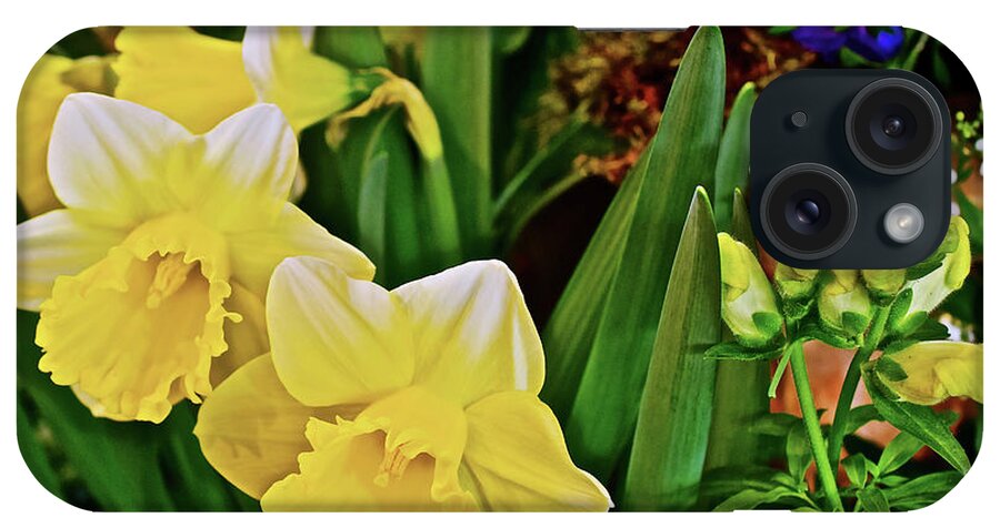 Daffodils iPhone Case featuring the photograph Spring Show 17 Narcissus 1 by Janis Senungetuk