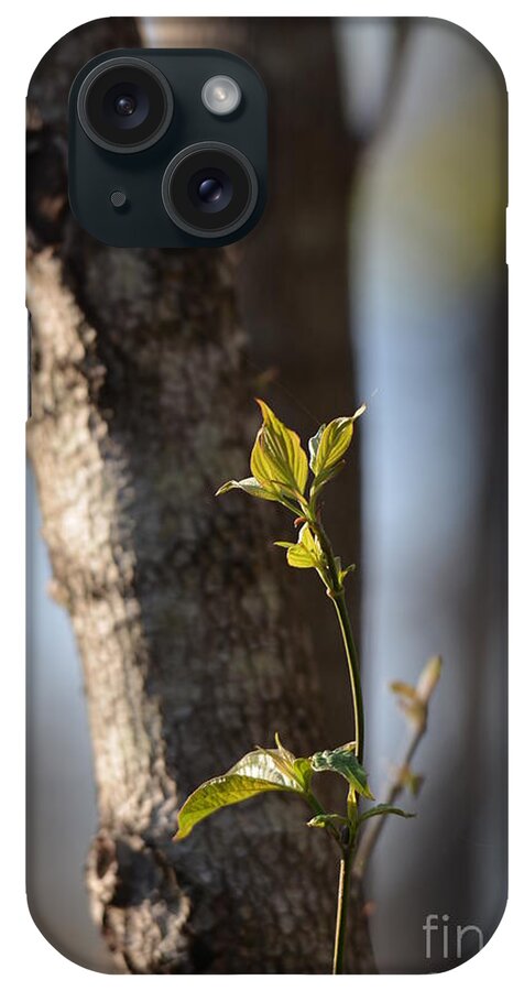 Spring Sprout iPhone Case featuring the photograph Spring Sprout by Maria Urso