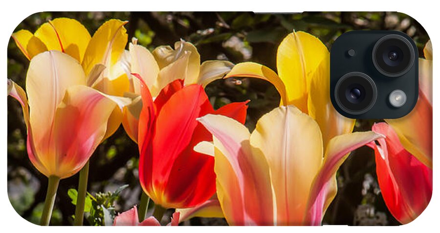 Tulips iPhone Case featuring the photograph Spring Tuliips by Jim Moore