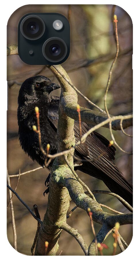 Crow iPhone Case featuring the photograph Springtime Crow by Bill Wakeley