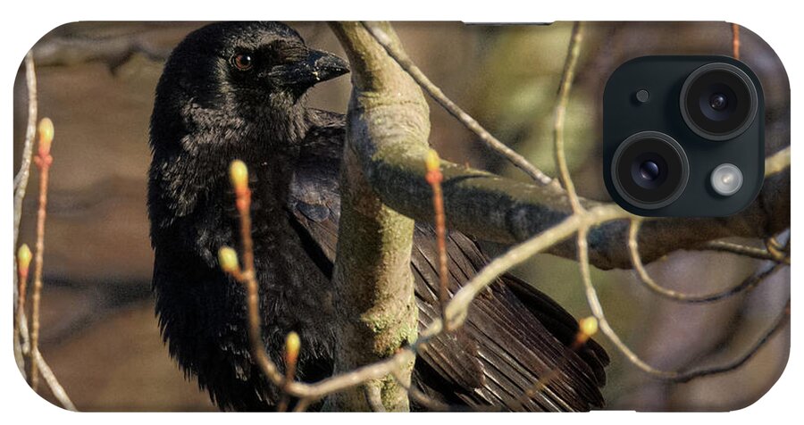 Square iPhone Case featuring the photograph Springtime Crow Square by Bill Wakeley