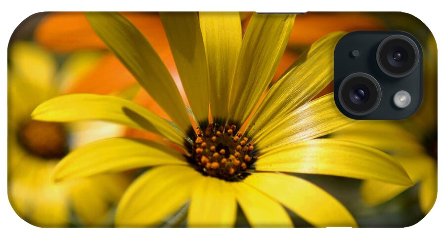 Yellow Daisies iPhone Case featuring the photograph Springtime in the Desert by Deb Halloran
