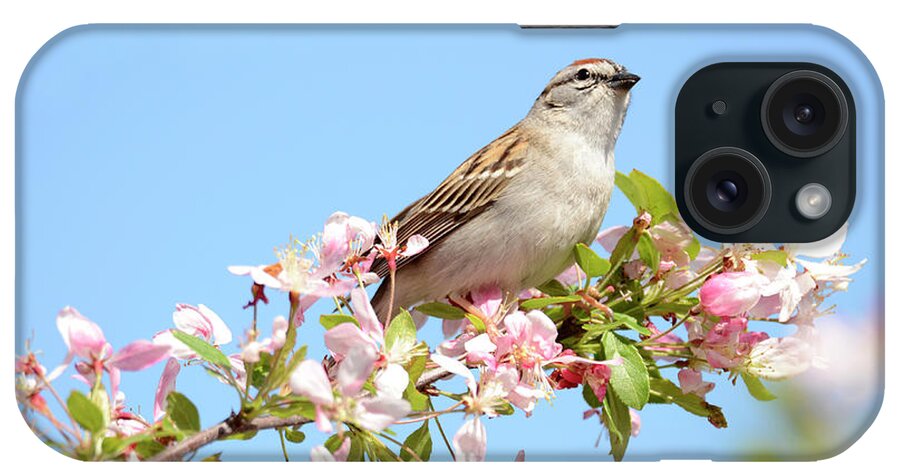  iPhone Case featuring the photograph Springtime Sparrow by Ann Bridges