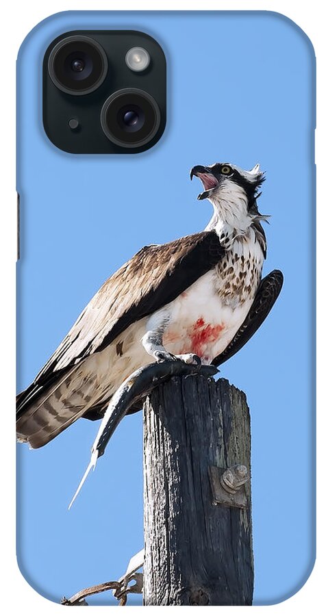 Animals iPhone Case featuring the photograph Squawk by Gouzel -