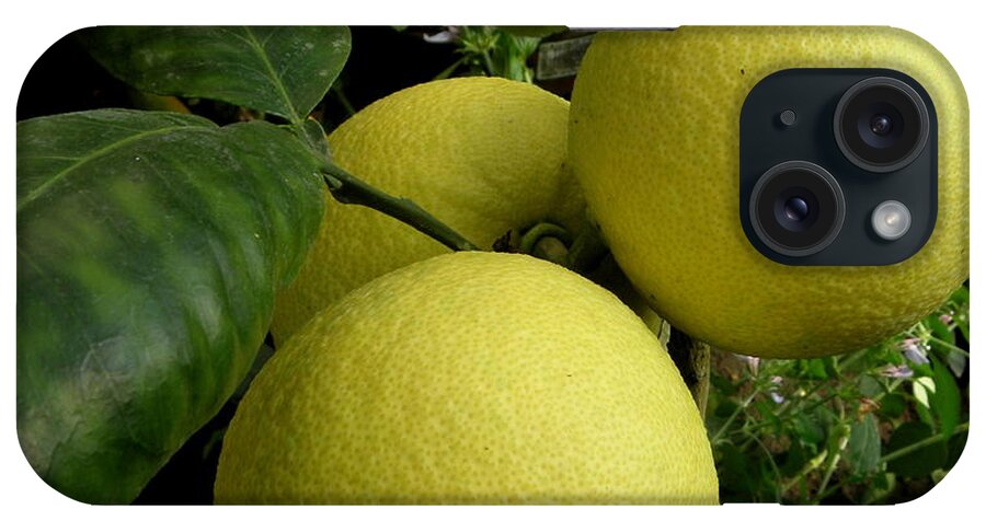 Lemon iPhone Case featuring the photograph Squeeze me a Lemon by Kim Galluzzo