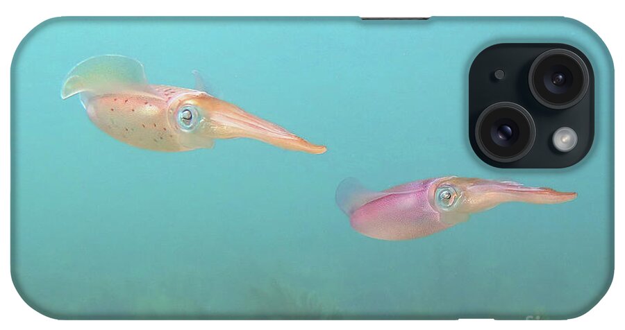 Underwater iPhone Case featuring the photograph Squid by Daryl Duda