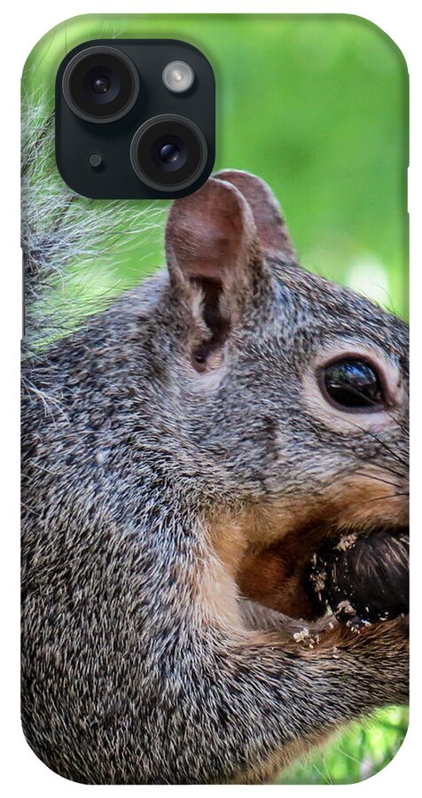 Outdoors iPhone Case featuring the photograph Squirrel 1 by Christy Garavetto