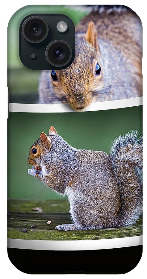 2d iPhone Case featuring the photograph Squirrely Critique by Brian Wallace