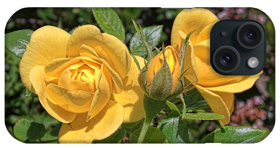  iPhone Case featuring the photograph St. Andrews Yellow Rose Family by Daniel Hebard