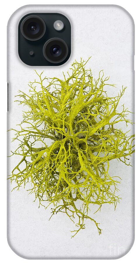 California iPhone Case featuring the photograph Stag-Horn Moss by Greg Clure