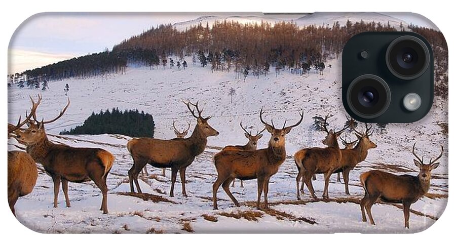 Gathering iPhone Case featuring the photograph Stags Gathering by John Kelly