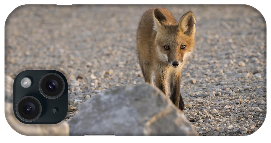 Fox iPhone Case featuring the photograph Stalking by Andrea Silies