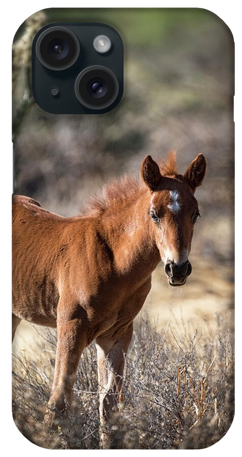 Wild Horses iPhone Case featuring the photograph Stallion in Training by Saija Lehtonen