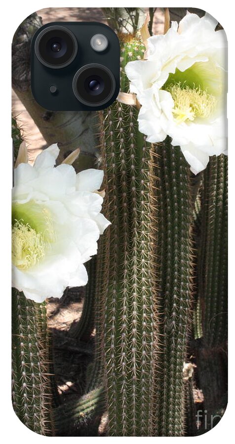 Arizona iPhone Case featuring the photograph Stand Tall Desert Flowers by Carol Groenen