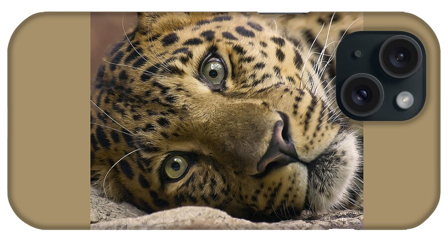 Leopard iPhone Case featuring the photograph Stare Down by Cheri McEachin