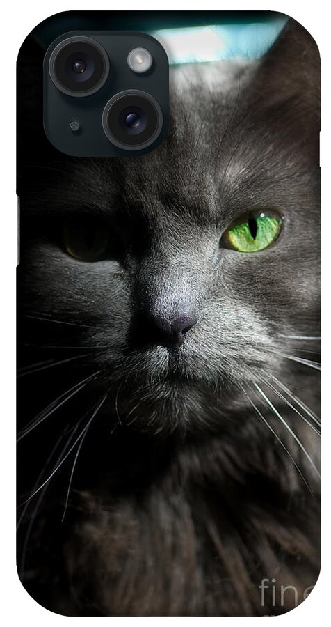 Cat iPhone Case featuring the photograph Stare Down by Joann Vitali