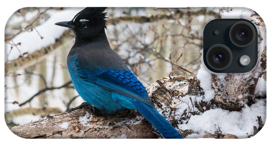 Steller's Jay iPhone Case featuring the photograph Steller's Jay in Winter by Mindy Musick King