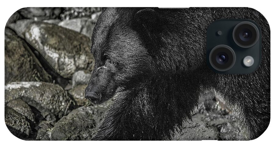 Black Bear iPhone Case featuring the photograph Stepping into the Creek Black Bear by Roxy Hurtubise