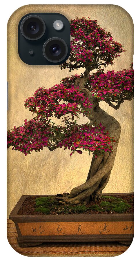 Bonsai iPhone Case featuring the photograph Still Life Bonsai by Jessica Jenney