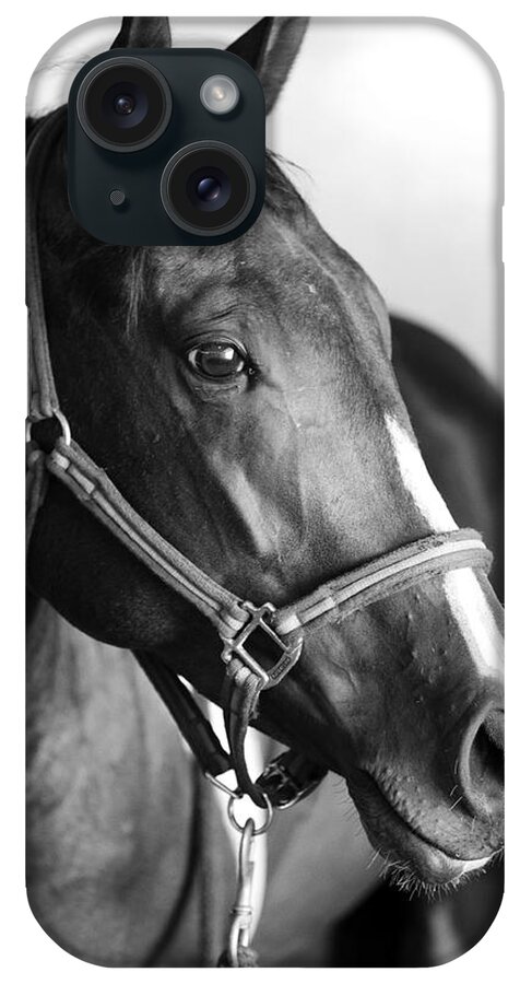 Horse iPhone Case featuring the photograph Horse and Stillness by Marilyn Hunt