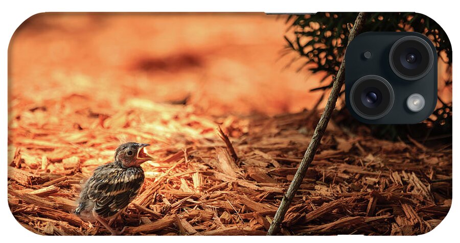 Chipping Sparrow iPhone Case featuring the photograph Story of the Baby Chipping Sparrow 1 of 10 by Joni Eskridge