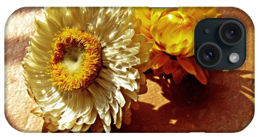 Strawflower iPhone Case featuring the photograph Strawflowers on the Window Sill 5 by Sarah Loft