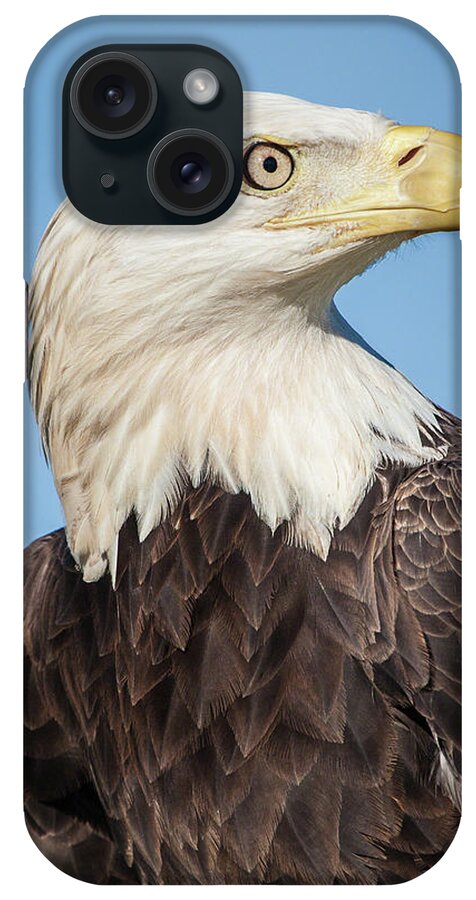 American Bald Eagle iPhone Case featuring the photograph Strength and Determination by Dawn Currie