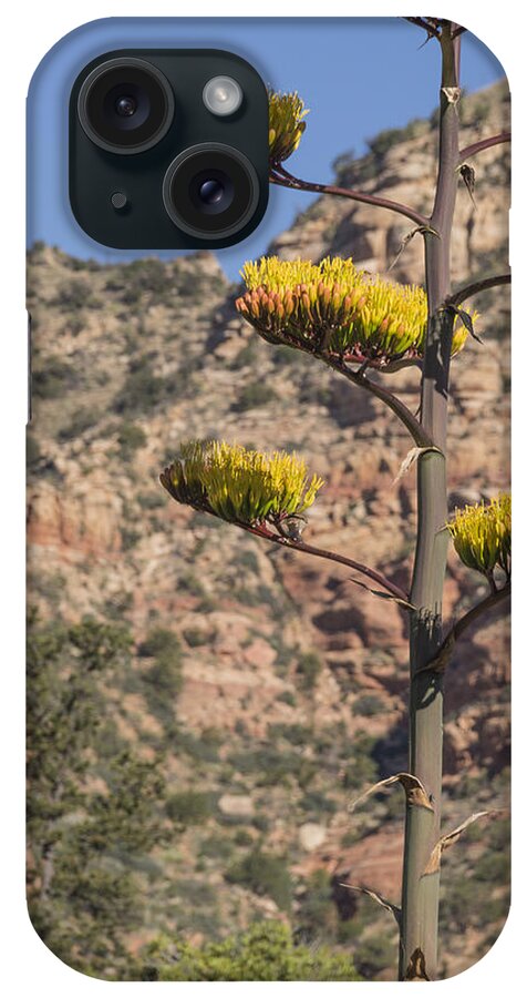 Century Plant iPhone Case featuring the photograph Stretching Tall by Laura Pratt